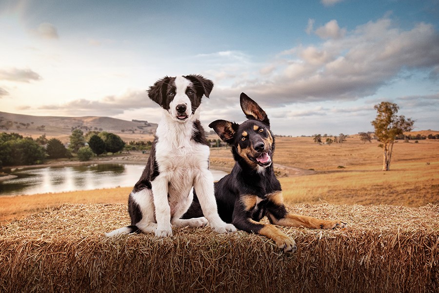 Australia's ABC Announces New Seasons for Muster Dogs and Muster Dogs Where Are They Now